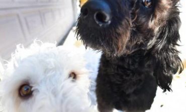 Dos perros salvan a una mujer de morir congelada en EE.UU.