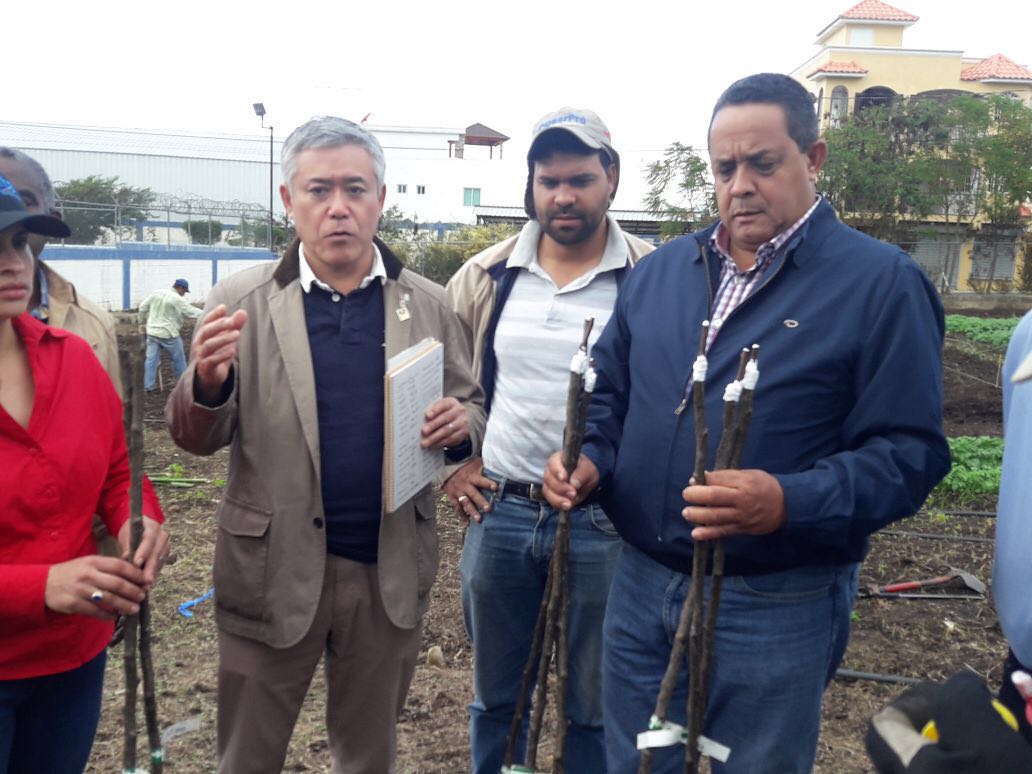 IAD inicia plan piloto de siembra de peras japonesas en Constanza
