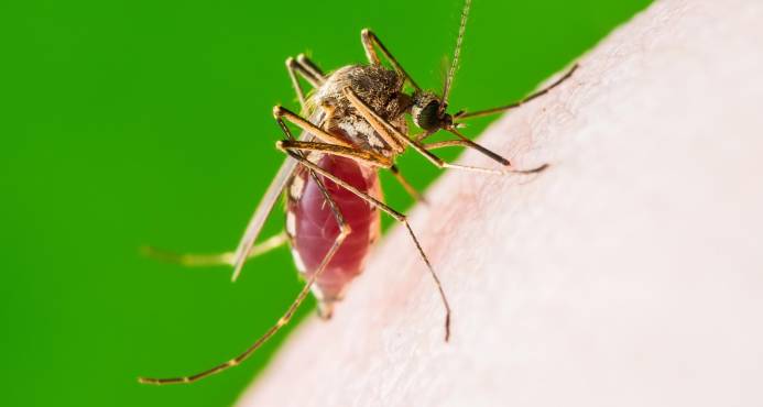 CMD suspende paro debido al aumento de los casos de dengue