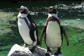 Una pareja de pingüinos gay, padres “ejemplares”