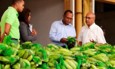 Agricultura, Merca e Inespre aseguran que hay plátanos a bajos precios en el país