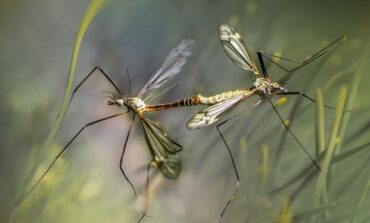 Albahaca como remedio natural contra los mosquitos