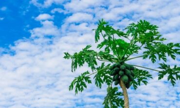Beneficios de las hojas de la papaya o lechosa