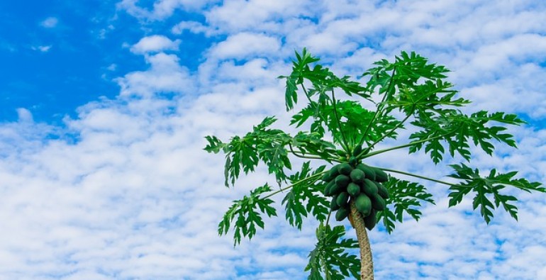 Beneficios de las hojas de la papaya o lechosa