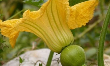 Beneficios del consumo de la flor de calabaza