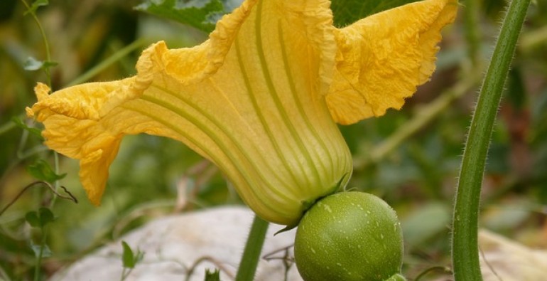 Beneficios del consumo de la flor de calabaza