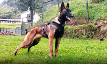 La búsqueda de Wilson, el perro que ayudó encontrar a los niños en la selva une a Colombia