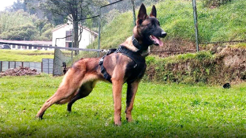 La búsqueda de Wilson, el perro que ayudó encontrar a los niños en la selva une a Colombia