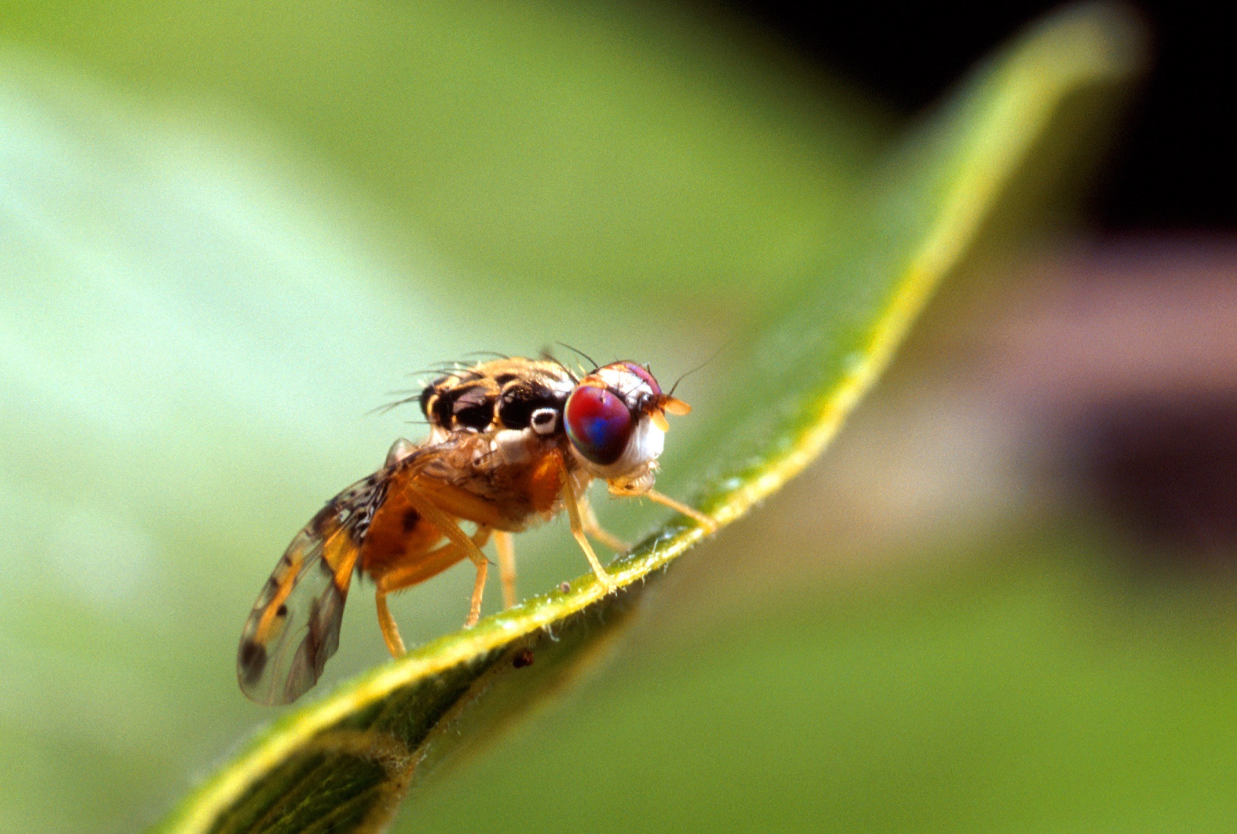 Agricultura confirma detección de mosca del Mediterráneo al este de RD