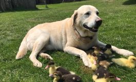 Un perro labrador adopta a 9 patitos huérfanos