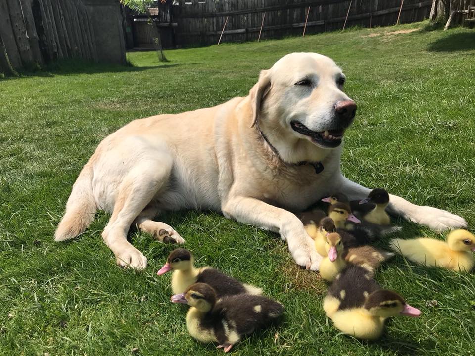 Un perro labrador adopta a 9 patitos huérfanos