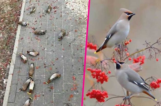 Estas aves caen al suelo de borrachas, conoce a los pájaros alas de cera